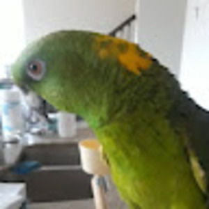 Meet your Posher, Benjamin